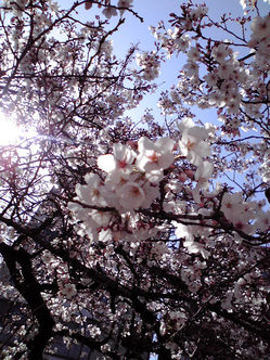 桜 2009年3月30日