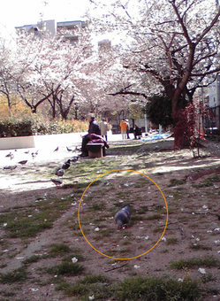 鳩は桜を喰う