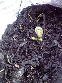 じゃが芋とねぎの芽