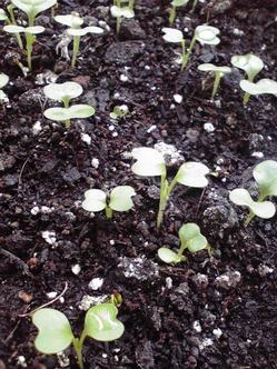 すくすく育つ小かぶの芽