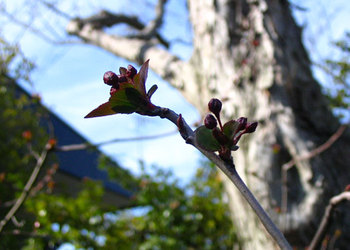 鳥のような？木の実 by J.F.Kooya