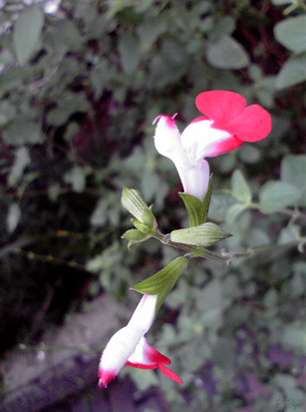 あのネズミに似てる花 by J.F.Kooya