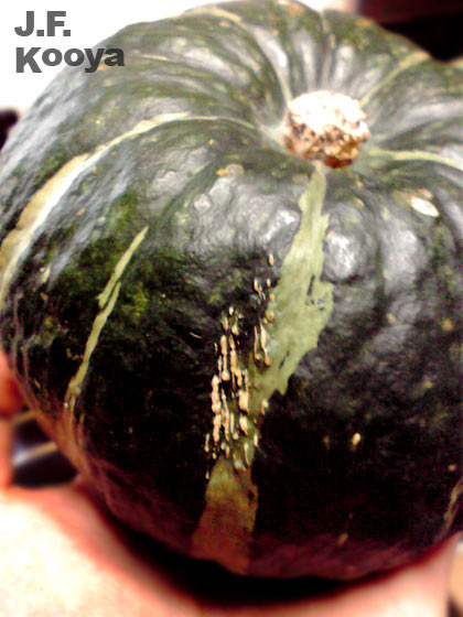 『南瓜20100227』 by J.F.Kooya